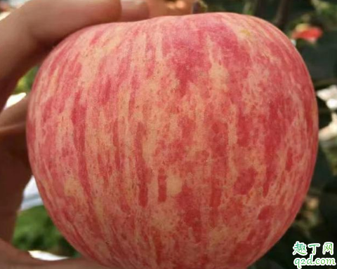 片紅蘋果與條紅蘋果哪個營養高 片紅蘋果和條紅蘋果怎么選擇3